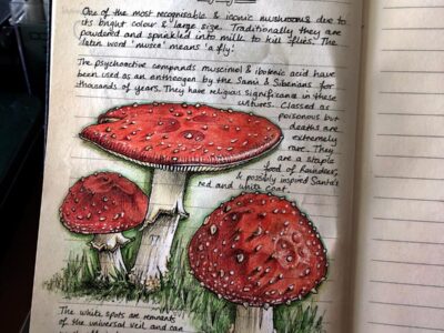 Nature journal, illustration of 3 red mushrooms in grass and descriptive text.