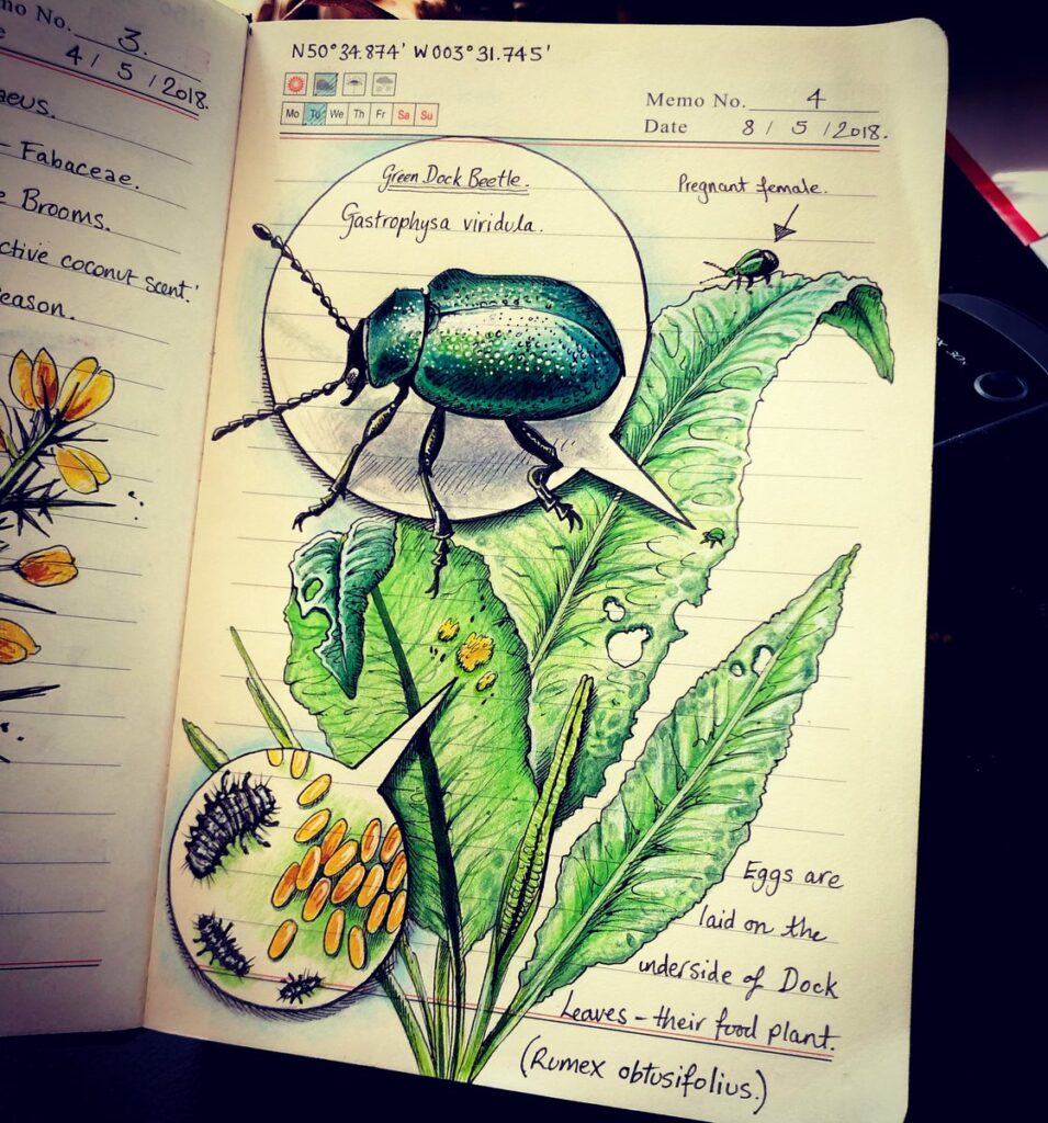 Page of a journal with scientific drawing with beetle on top of a leaf.