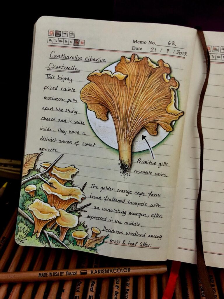 Natural journal notebook page with light gold flower shaped Chanterelle mushroom. Group of same plant show in bottom left of page.